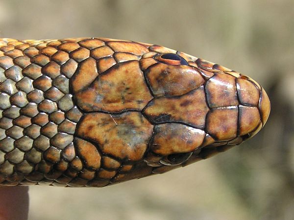 Dolichophis caspius