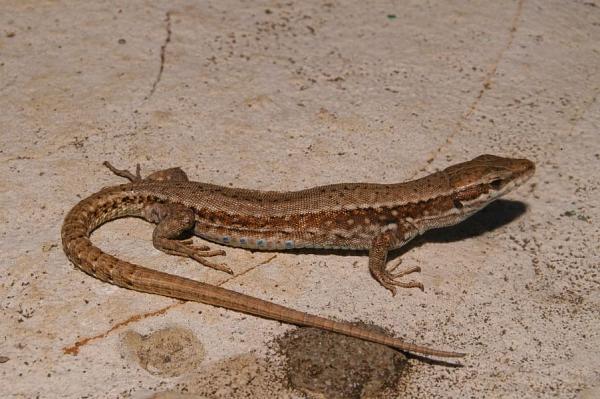 Podarcis muralis