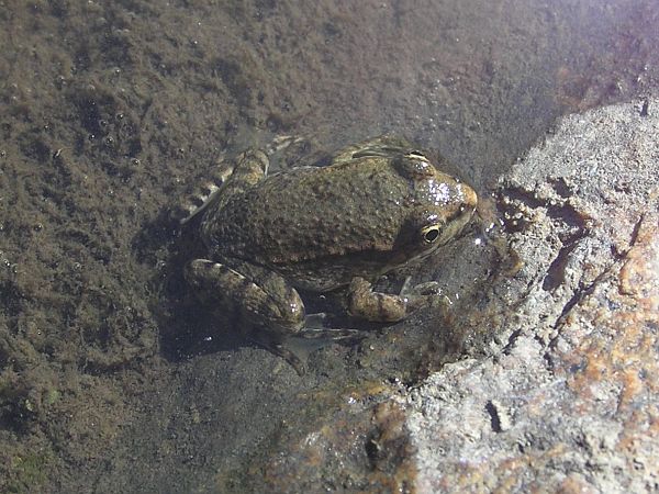 Pelophylax ridibundus