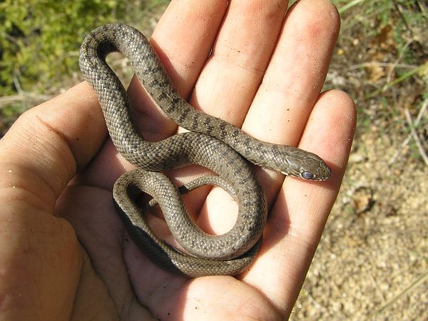 Dolichophis caspius