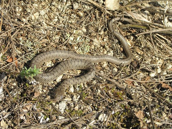 Dolichophis caspius