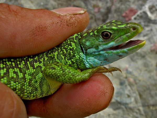 Lacerta viridis