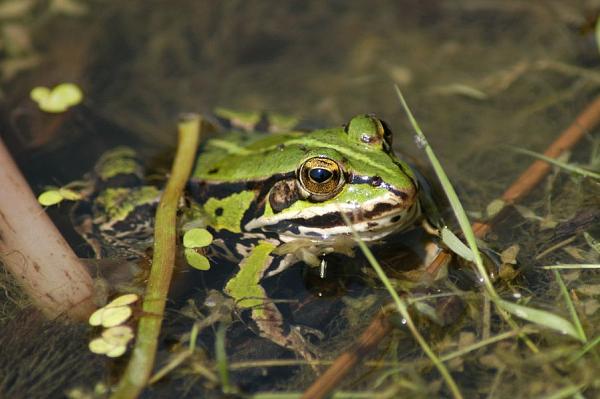 Pelophylax kl. esculentus