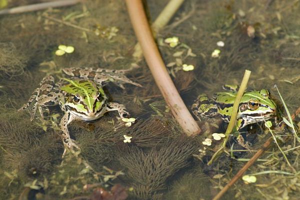 Pelophylax kl. esculentus