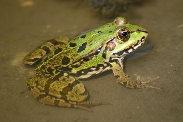 Pelophylax kl. esculentus