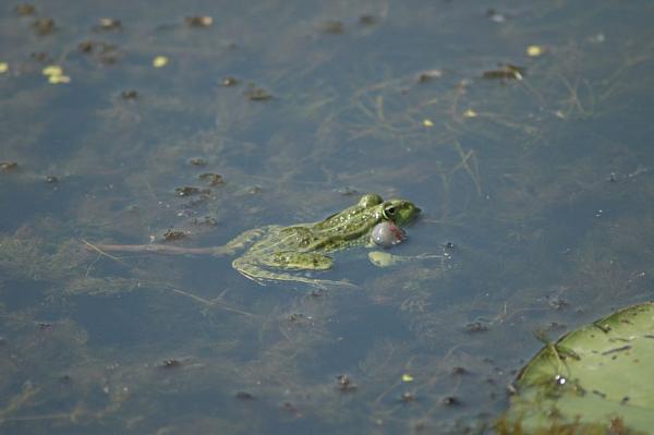 Pelophylax kl. esculentus Pelophylax kl. esculentus
