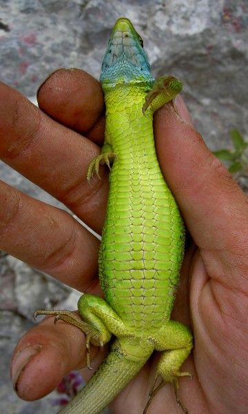 Lacerta viridis