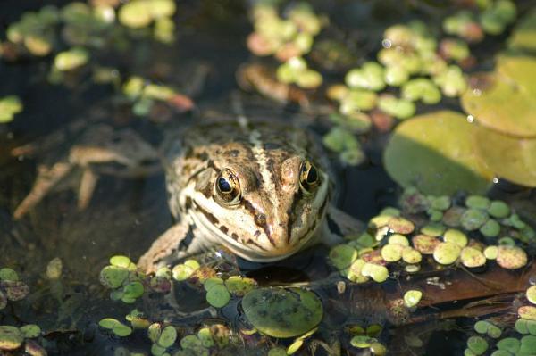 Pelophylax kl. esculentus