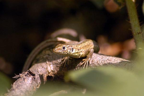 Lacerta viridis