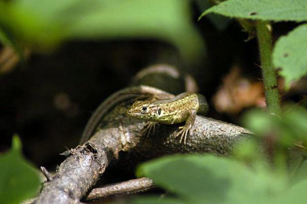 Lacerta viridis