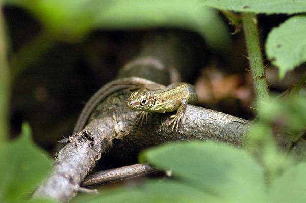 Lacerta viridis