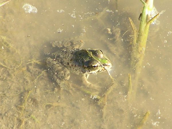 Pelophylax ridibundus