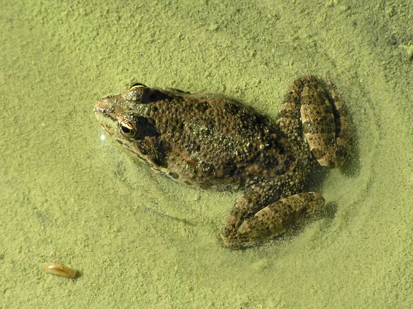 Pelophylax ridibundus