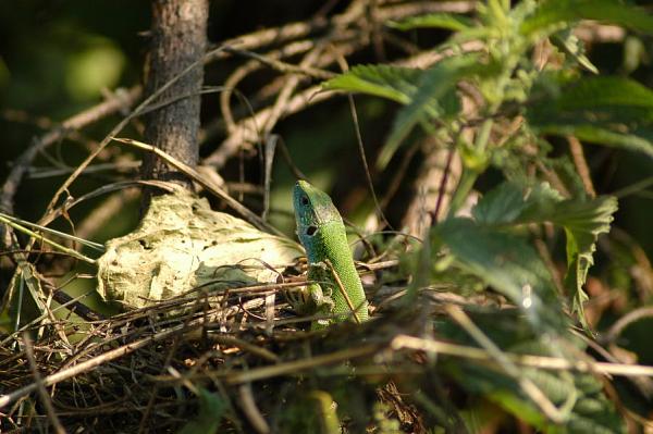 Lacerta viridis