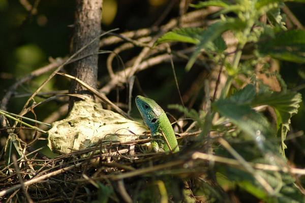 Lacerta viridis