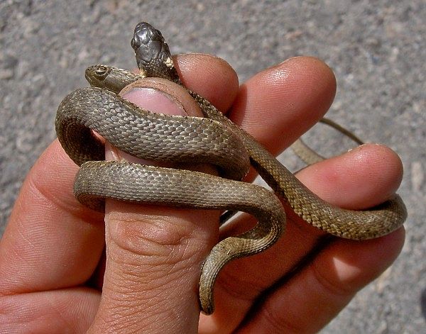 Natrix tessellata