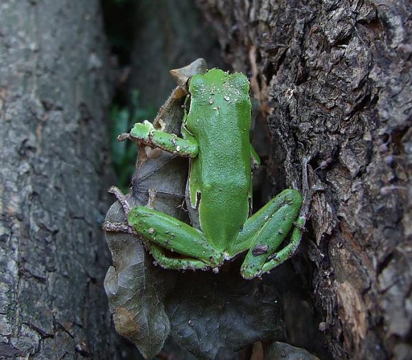 Hyla arborea