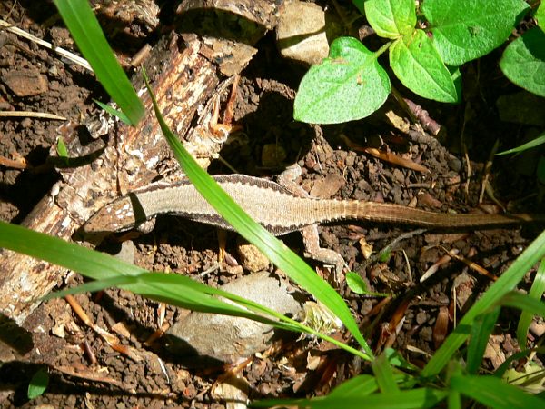 Iberolacerta horvathi