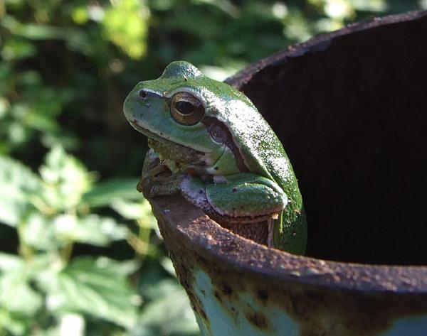 Hyla arborea