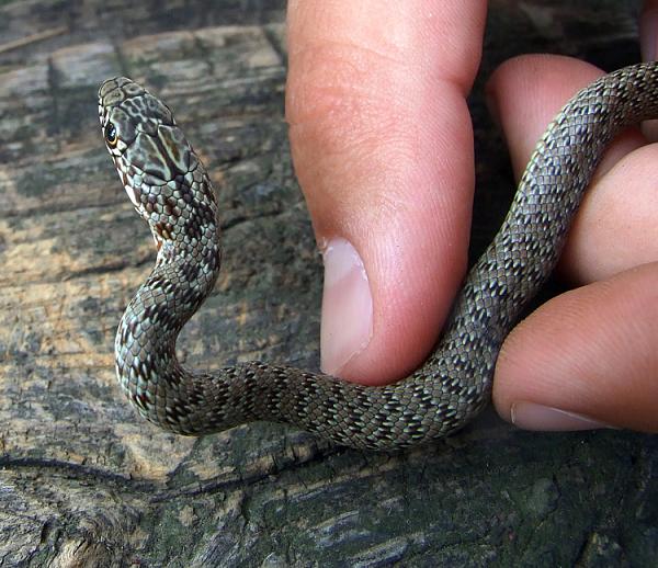 Dolichophis caspius