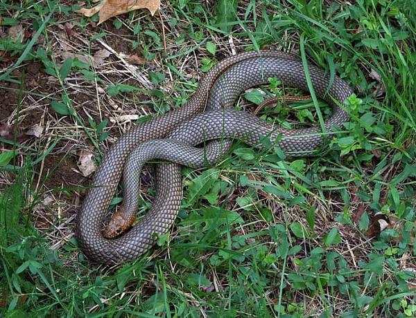 Dolichophis caspius