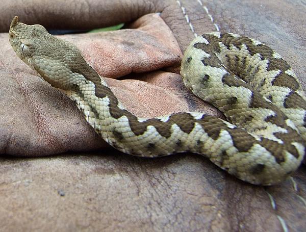 Vipera ammodytes