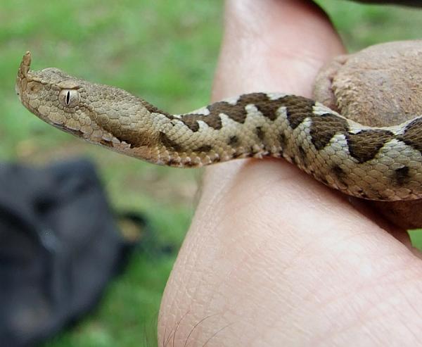 Vipera ammodytes