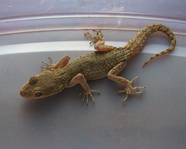 Mediodactylus kotschyi Mediodactylus kotschyi