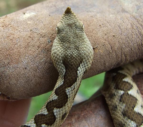 Vipera ammodytes