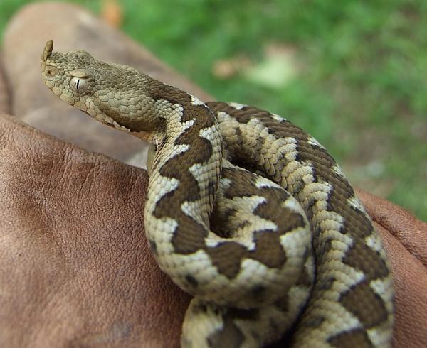 Vipera ammodytes