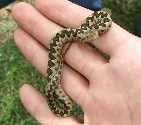 Vipera ammodytes