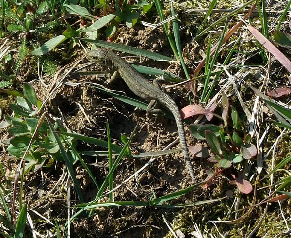 Lacerta viridis