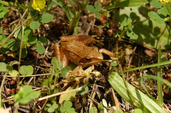 Rana dalmatina