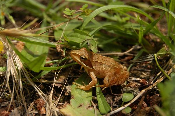 Rana dalmatina