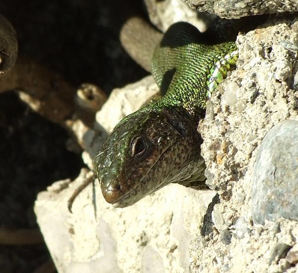 Lacerta viridis