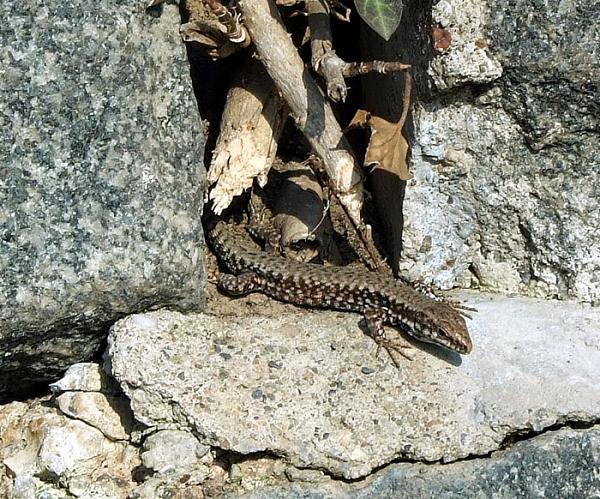 Podarcis muralis