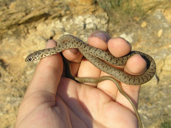 Dolichophis caspius