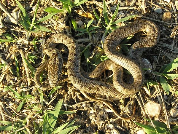 Dolichophis caspius