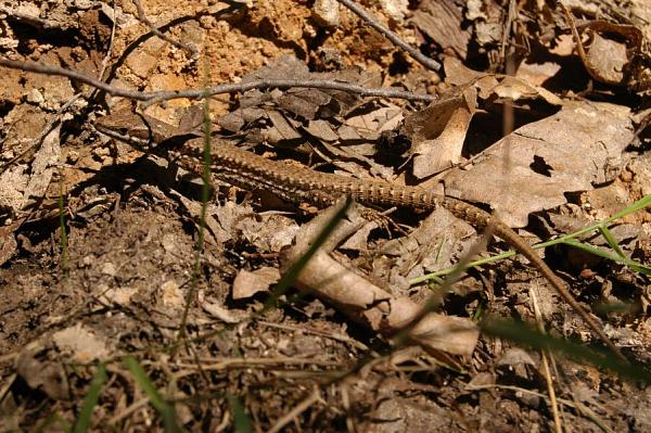 Podarcis muralis