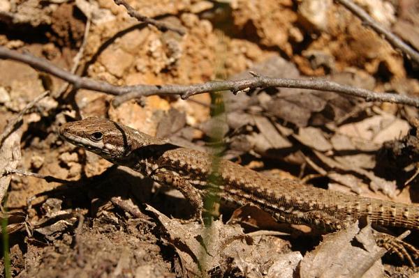 Podarcis muralis