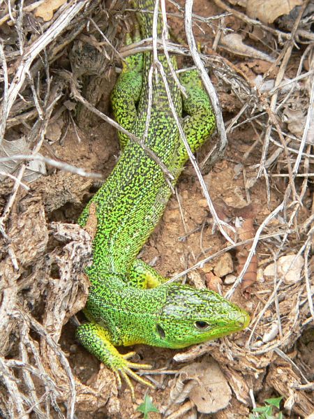 Lacerta trilineata