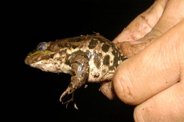 Pelophylax ridibundus