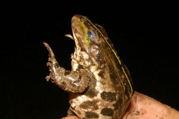 Pelophylax ridibundus