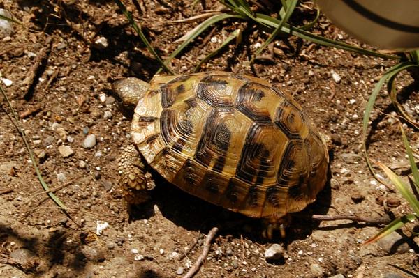Testudo hermanni
