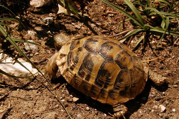 Testudo hermanni