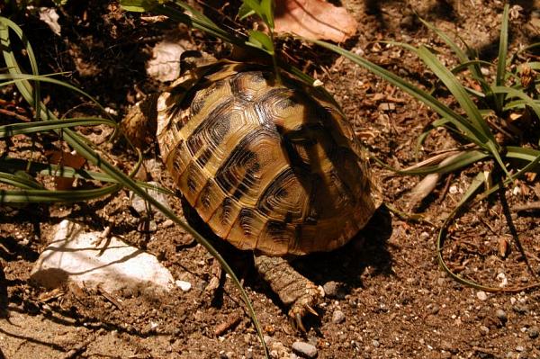 Testudo hermanni