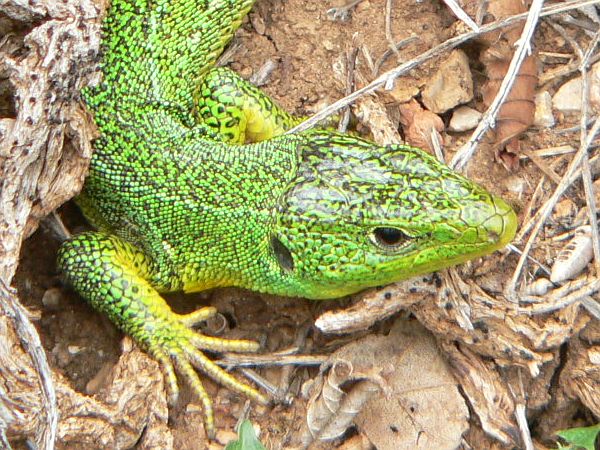 Lacerta trilineata