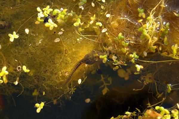 Hyla arborea