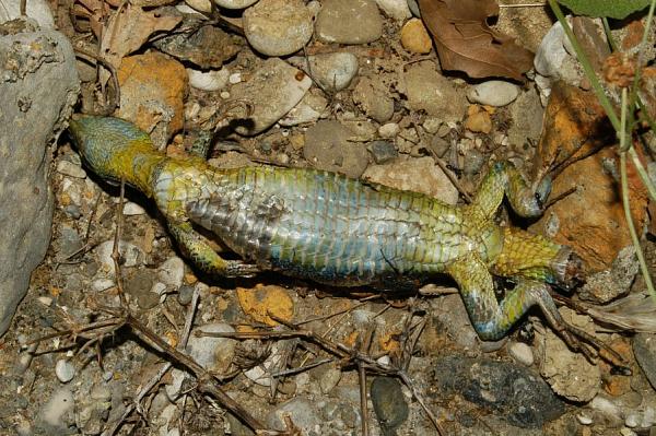 Lacerta trilineata