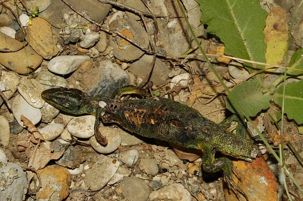 Lacerta trilineata